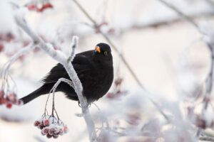 年賀状をスマホで作成する際に画質が悪い原因とは？