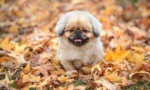 年賀状の予約は早割を利用するべき理由は？